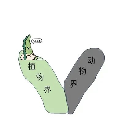 按照林奈分类系统,海带归属于植物界 图片来源:作者绘制