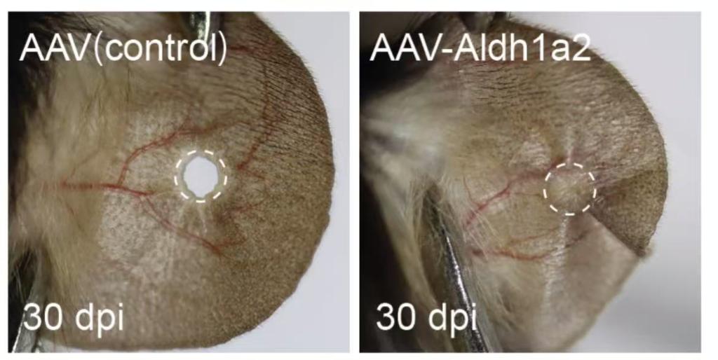 ▲?图为激活 Aldh1a2 基因表达可使小鼠耳廓获得再生能力,右图为已修复的耳廓。