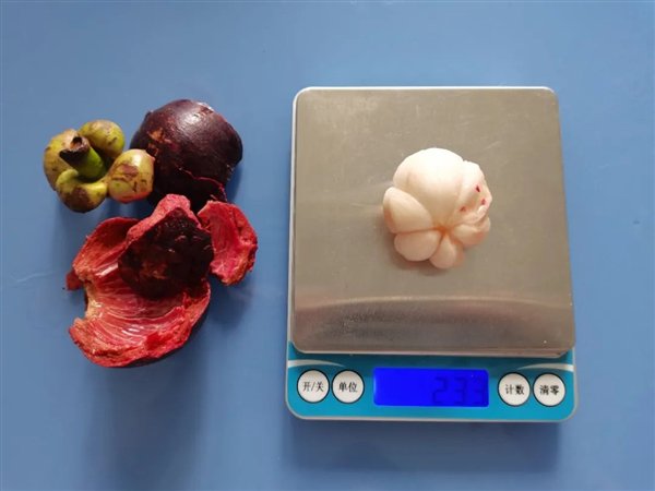 图：1个5A 级的山竹，可食部约为 23 克（自己拍的）