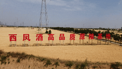 西凤酒高品质原粮基地