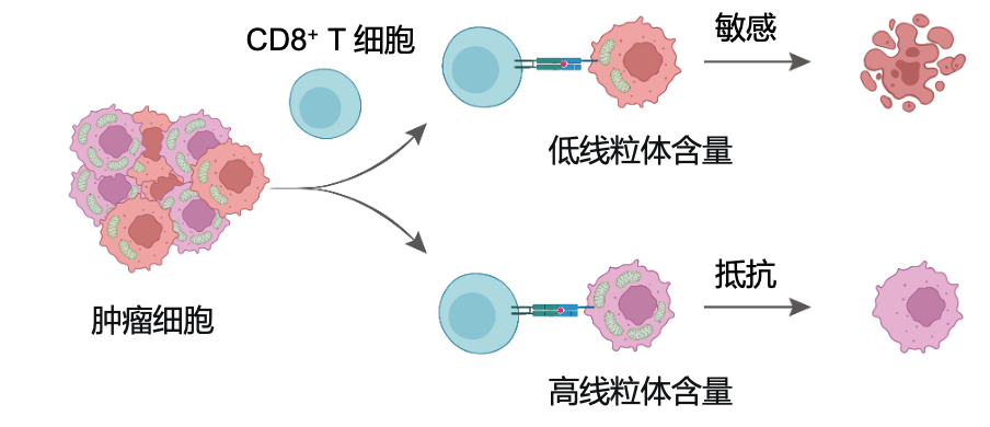 ▲ CD8+ T 更倾向于杀伤线粒体含量较低的肿瘤细胞