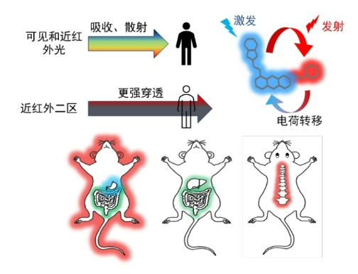 ▲ 新型荧光探针分子