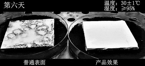 研究团队供图