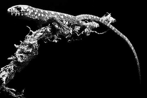 图片来源:Dante Fenolio/SCIENCE PHOTO LIBRARY