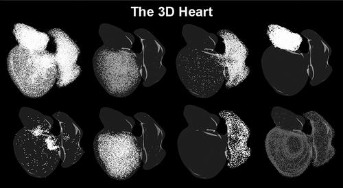 ▲斑马鱼的3D心脏影像。